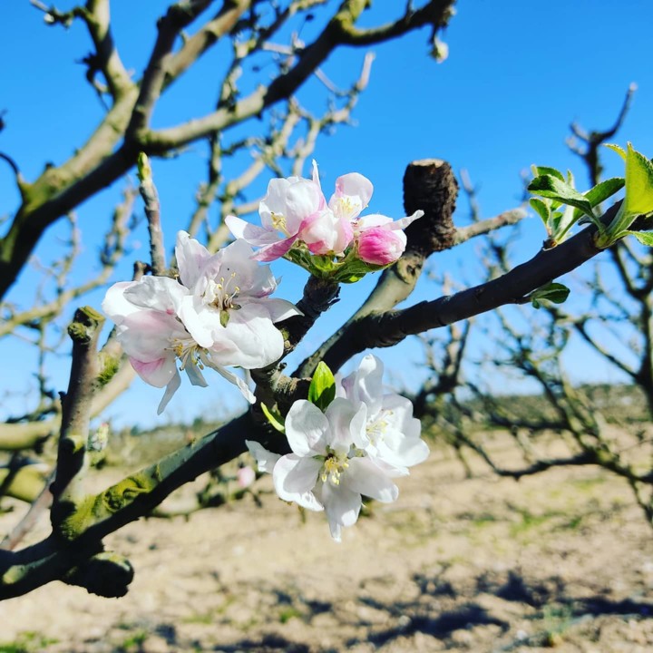 162909871_1977093295763755_179158452113034418_o.jp