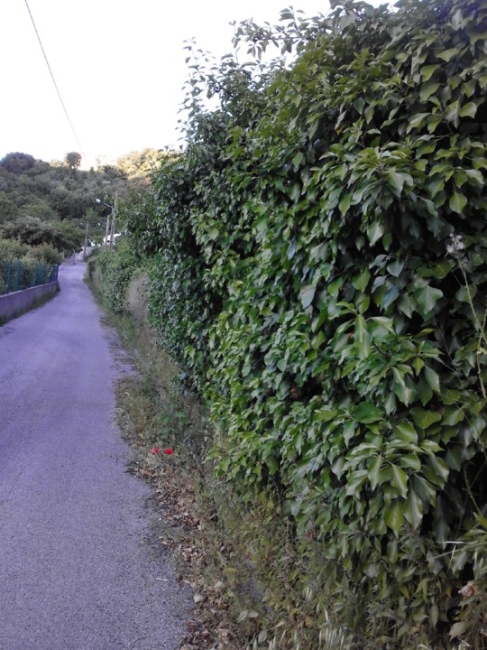 Foto original. Caminho. 2019. 05. jpg