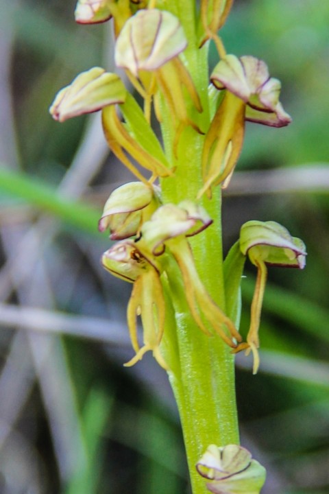 Aceras anthropophorum 8.jpg