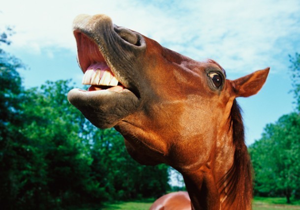 equine-15-saunders-dentistry-feature-image-01-610x equine-15-saunders-dentistry-feature-image-01-610x