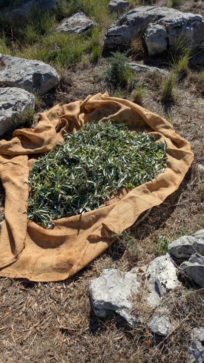 Imagem WhatsApp 2025-10-11 às 22.08.16_a6426db6.j