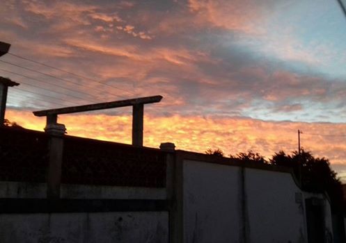 S. Carlos - Flor da Cidade