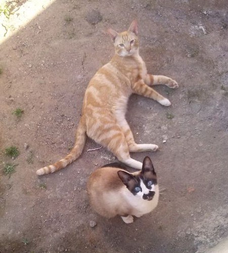 Pet shop, gatinhos fofinhos com lata de peixe e biscoitos animal desenho  doméstico