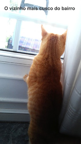 vizinhocusco.jpg vizinhocusco.jpg