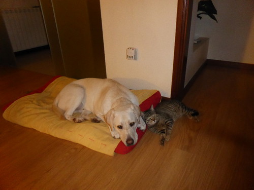 Tobias Gato dormem juntos.JPG