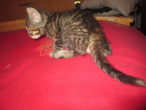 IMG_2312.JPG IMG_2312.JPG