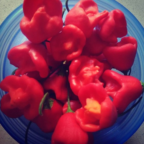 14650717_777186685754428_3834011868797149107_n.jpg 14650717_777186685754428_3834011868797149107_n.jpg