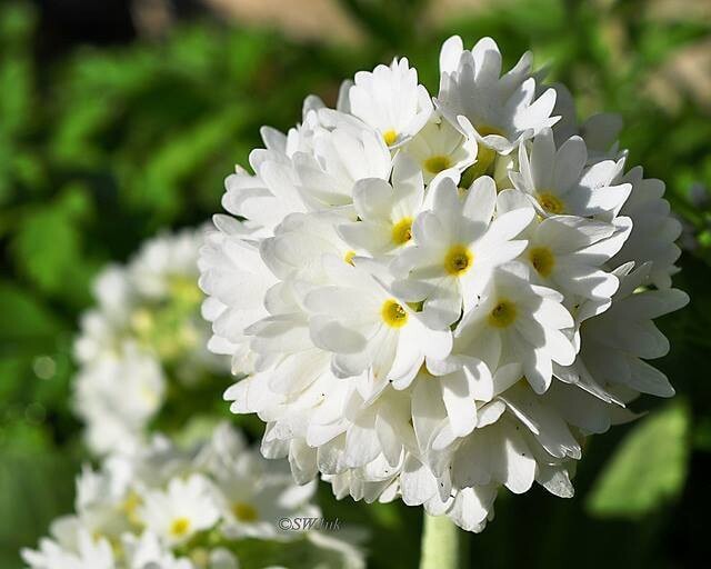 58374614_2095394720556389_7699502521949093888_n.jp