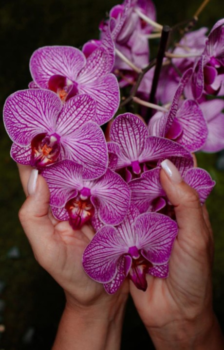 ando num romance.jpeg ando num romance.jpeg