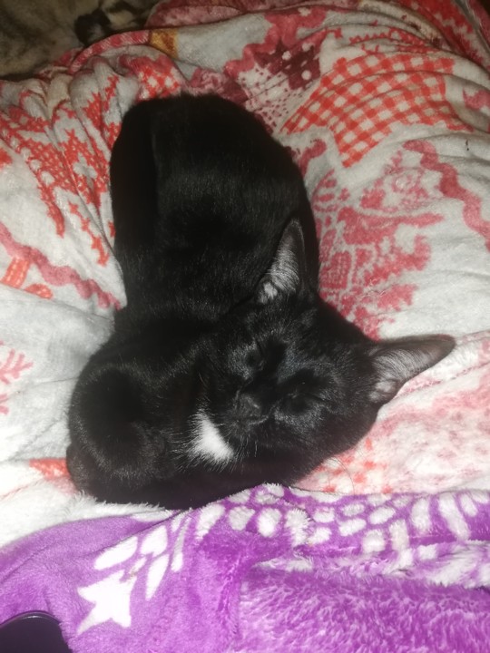 IMG_20210209_212431.jpg IMG_20210209_212431.jpg