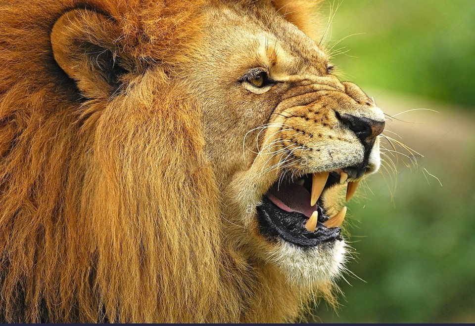 lion-panthera-leo-furious-threatening-side-portrai