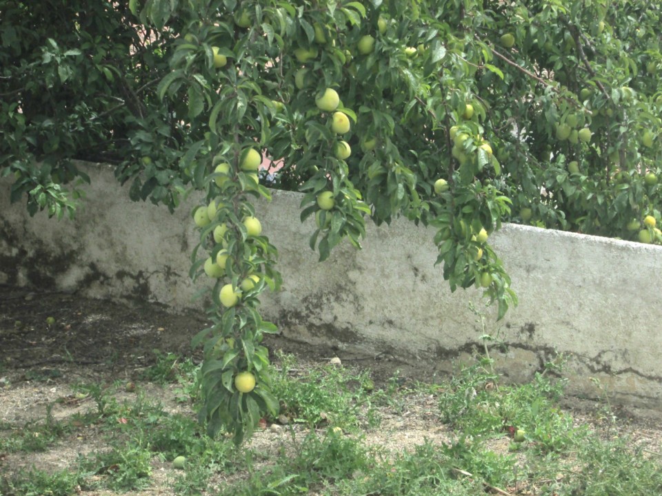 IMG_7630.JPG IMG_7630.JPG