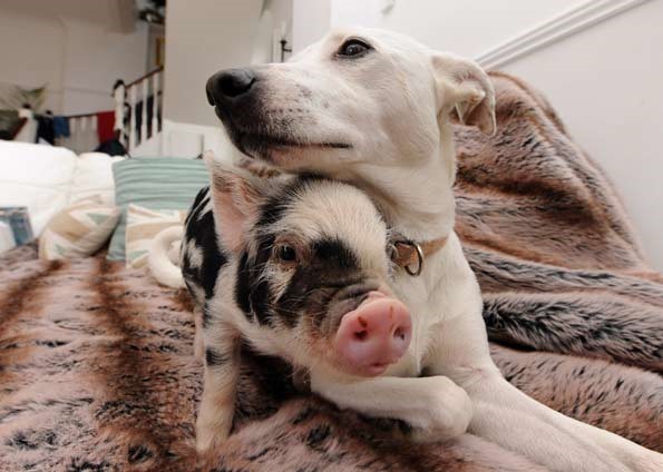 Porco e Cão.jpeg