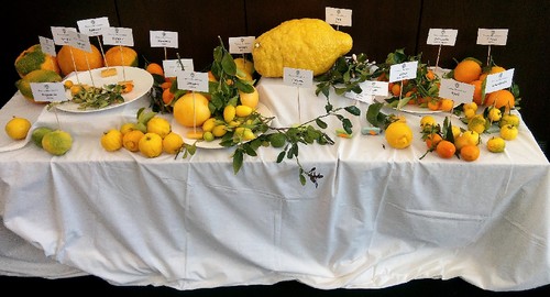 IMG_20150411_162457 (2).jpg