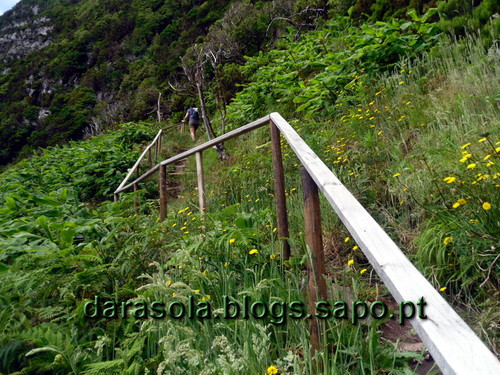 Azores_flores_faja_grande_21.JPG