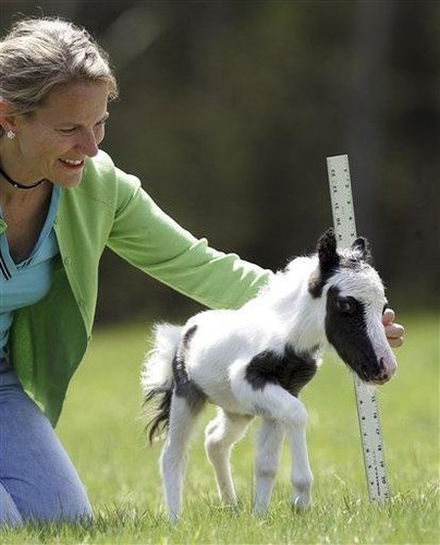 cavalo.jpg