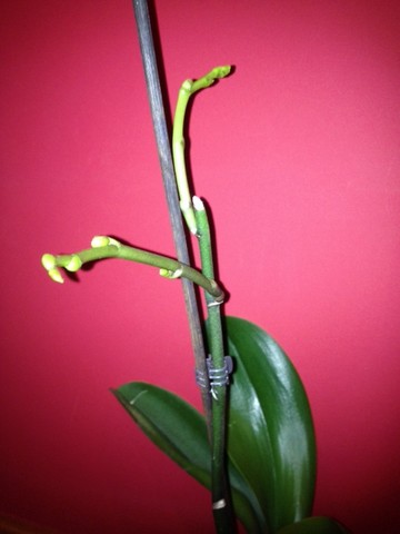 foto 1.JPG