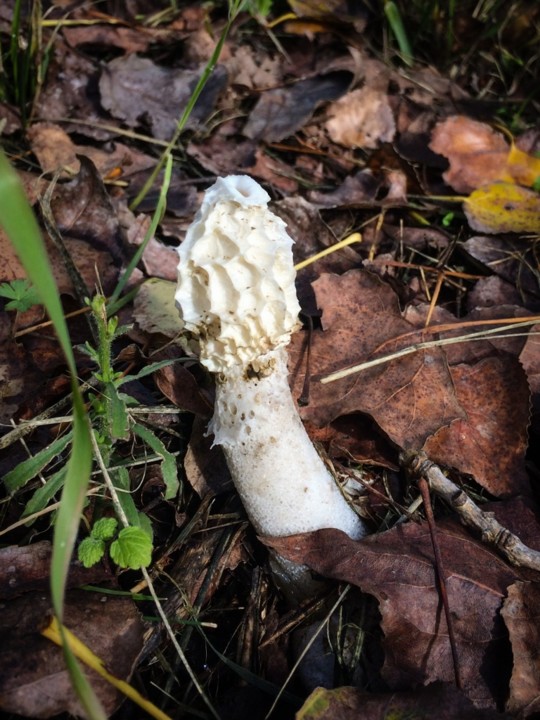 phallus impudicus 5.jpg