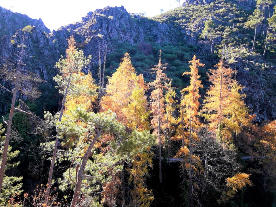 CORNEANAS ARVORES.jpg