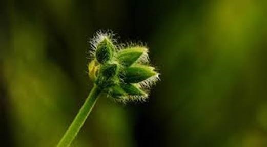 A EUROPA uma possibilidade.jpg