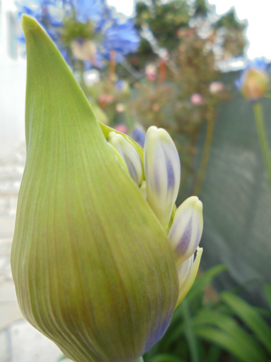 agpt_2.jpg agpt_2.jpg