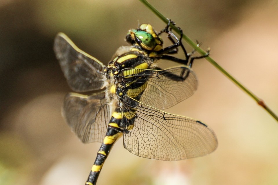 libelula_anelada 4.jpg