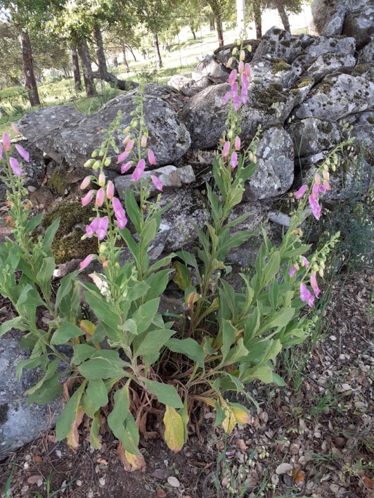 Dedaleira. Foto Original. 2021.05.11.jpg