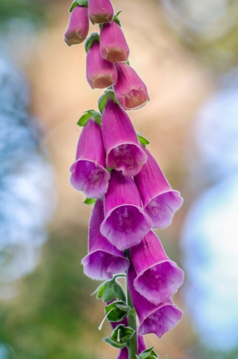 biodiversidade 2.jpg