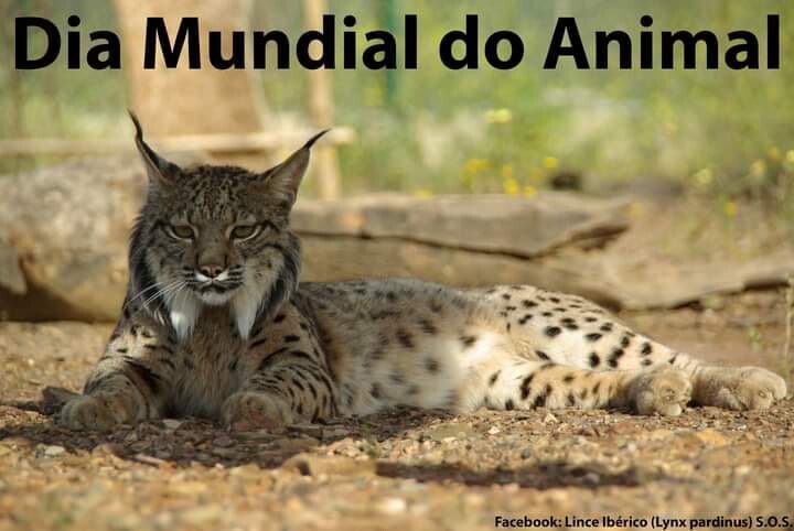 385771685_1274926673225913_1112937401923294005_n.j