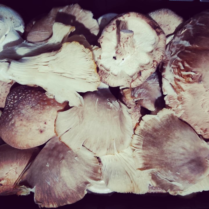 121540345_1843620792444340_8771470500191772824_o.j