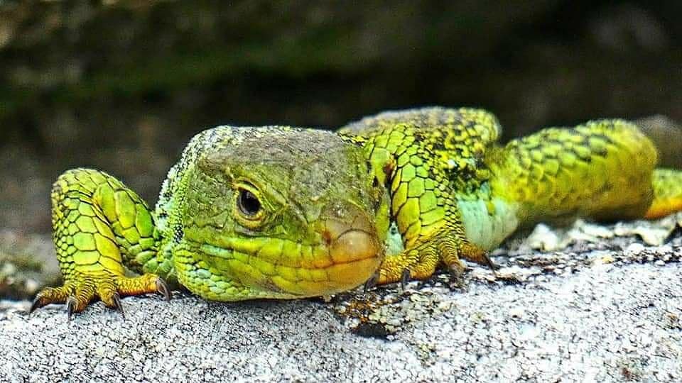 121497089_10218604109469035_5072958984979852884_n.