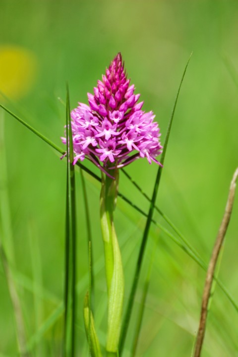 orquidea-piramidal 6.jpg