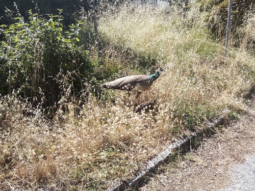 IMG_20160701_164510 (2).jpg