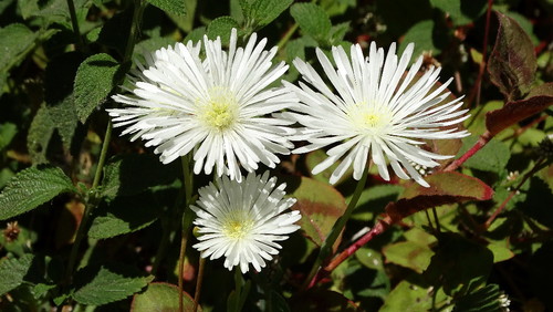 DSC02978.jpg DSC02978.jpg