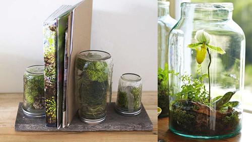 diy-terrarium.jpg