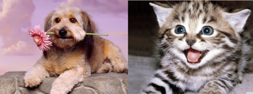 alimentar blog_Cão e gato.png