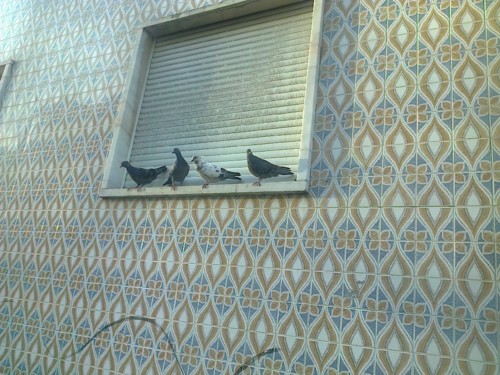 Pombinhos na janela.jpg