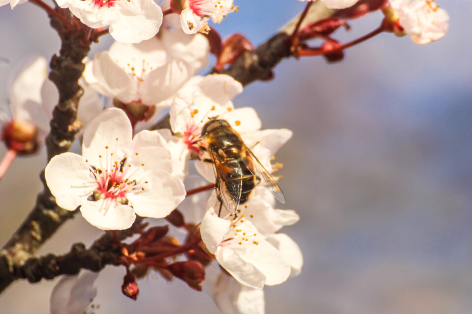 ameixeira-de-jardim insetos 5.jpg