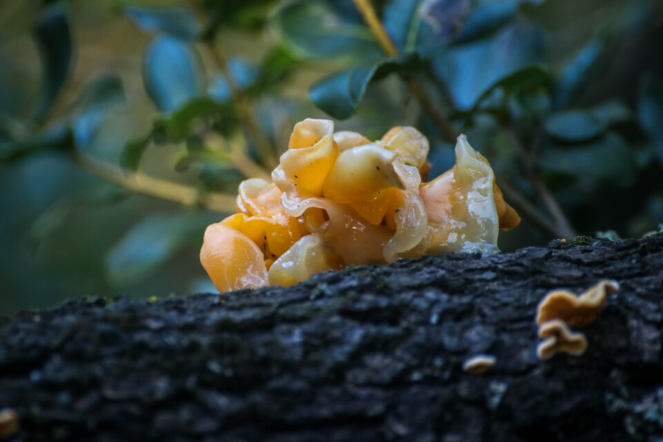 tremella aurantia-6.jpg