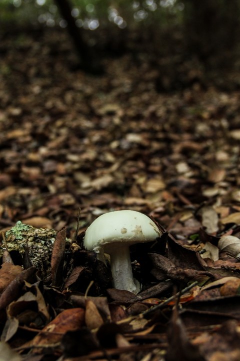 amanita citrina 5.jpg
