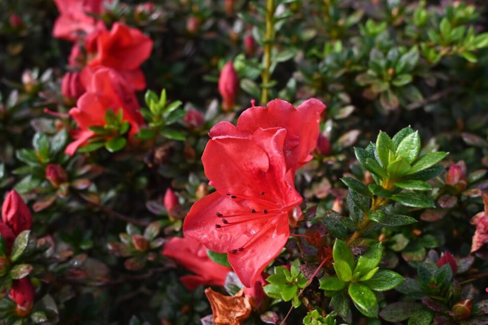 Não me canso disto flores.JPG