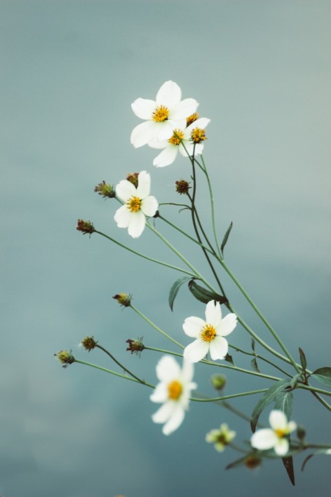 Bidens aurea 10 a.jpg