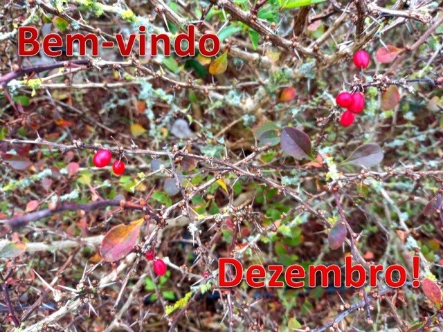 Sem Título5cópia.jpg