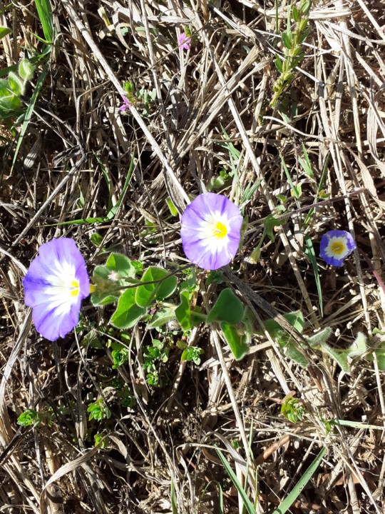 Flor no campo. Foto original. 2021.06.23.jpg
