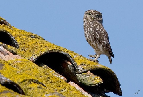 12814515_10209118662071911_5814799076611725357_n.j