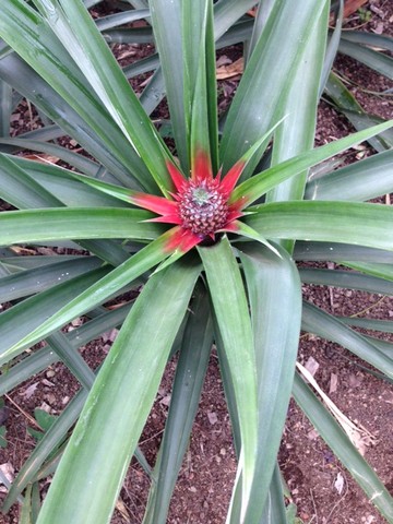 IMG_8491.JPG IMG_8491.JPG