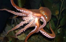 Captura de ecrã 2015-03-27, às 22.21.38.png