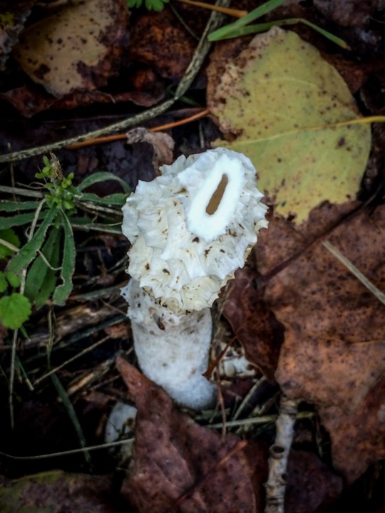 phallus impudicus 6.jpg