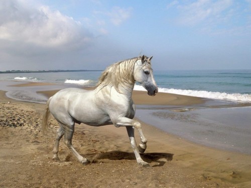 As origens dos cavalos As origens dos cavalos