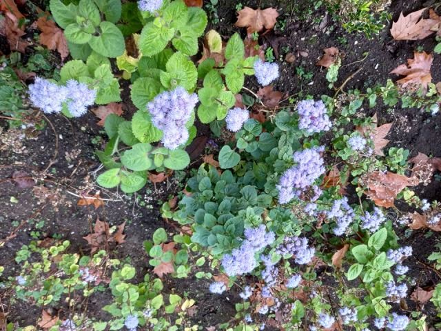 259409156_1544608992558353_2747434391138439926_n.j